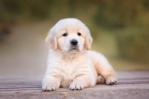 Golden retriver joven