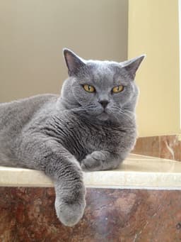 Gato gris  1