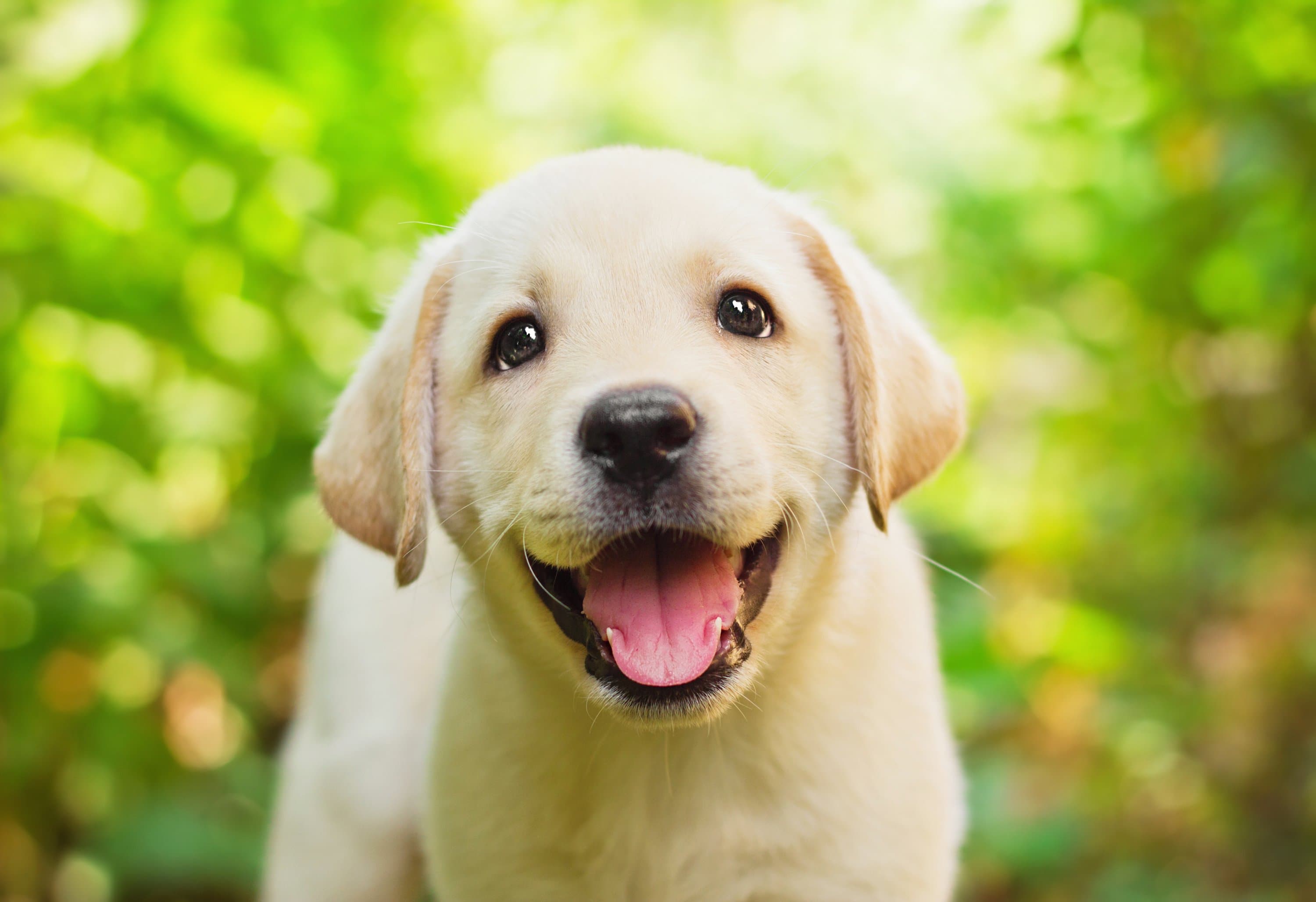 Golden cachorro adorable
