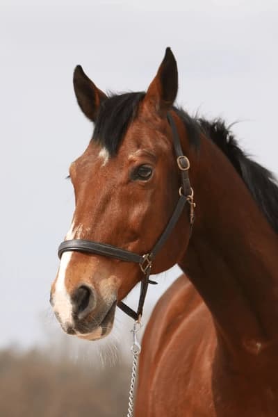 Caballo en adopción mayor