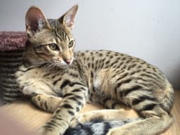 Savannah 2