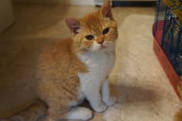 Selkirk Rex 2
