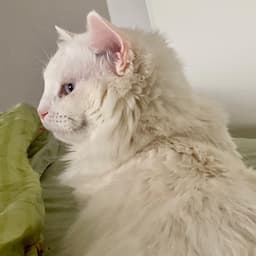 Angora Turco 2