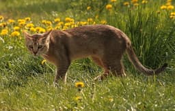 Chausie 2