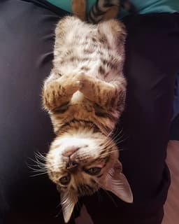 Bengalí 2