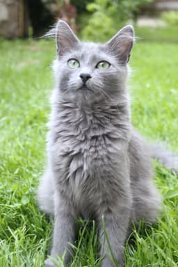 Nebelung 1