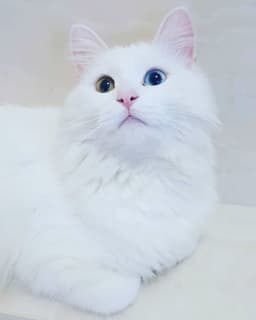 Angora Turco 3
