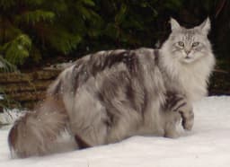 Maine Coon 3