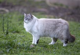 Ragdoll 1