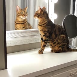 Bengalí 3