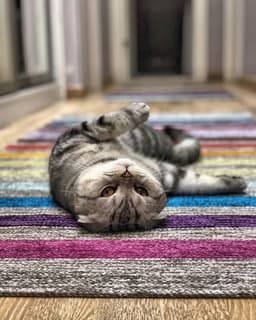 Scottish Fold 1