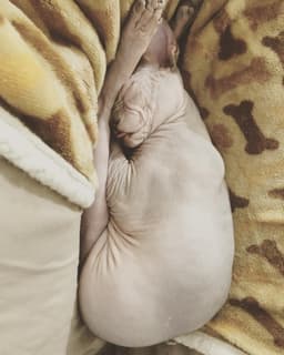 Sphynx 2
