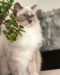 Ragdoll 3