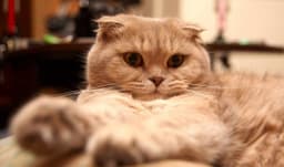 Scottish Fold 3