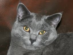 Cartujo 3