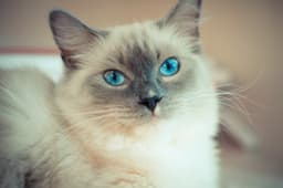 Ragdoll 2
