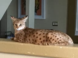 Savannah 3
