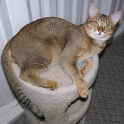 Chausie 3