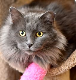 Nebelung 3