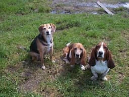 Beagle 2
