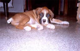 Boxer 3