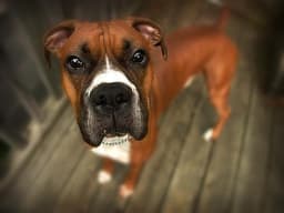 Boxer 2