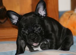 Bulldog Francés 3