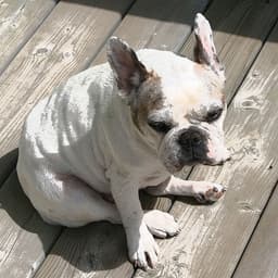 Bulldog Francés 2