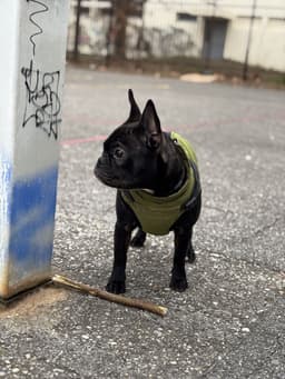 Bulldog Francés 1