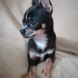 Chihuahua 1