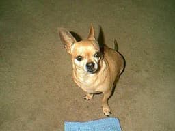 Chihuahua 2