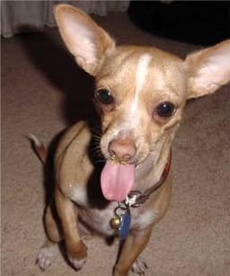 Chihuahua 3