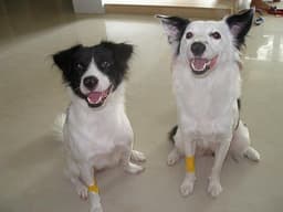 Border Collie 2