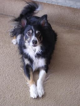 Border Collie 3