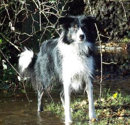 Border Collie 1