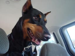 Doberman 2
