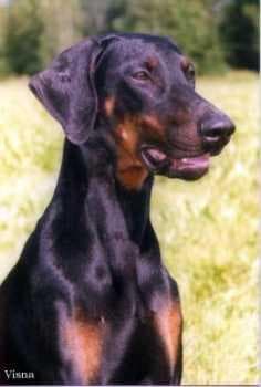 Doberman 3
