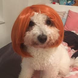 Bichón Frisé 1