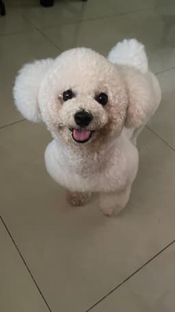 Bichón Frisé 3