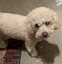 Bichón Frisé 2