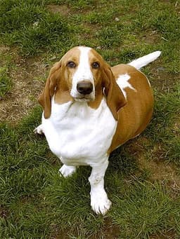 Basset Hound 1