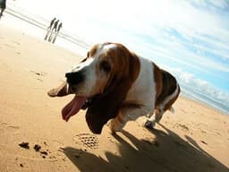 Basset Hound 2
