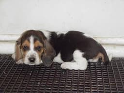 Basset Hound 3