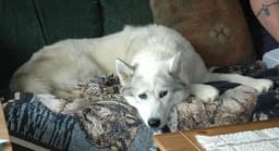 Husky Siberiano 2