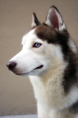 Husky Siberiano 3