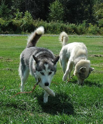 Husky Siberiano