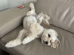 LABRADODDLE 2