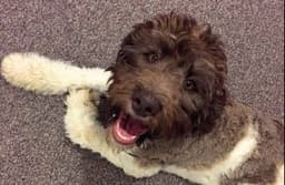 LABRADODDLE 3