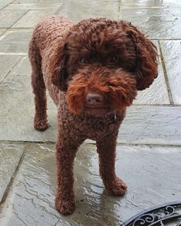 LABRADODDLE 1