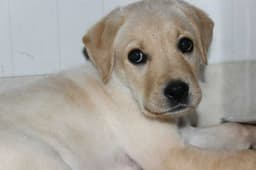 Labrador Retriever 1